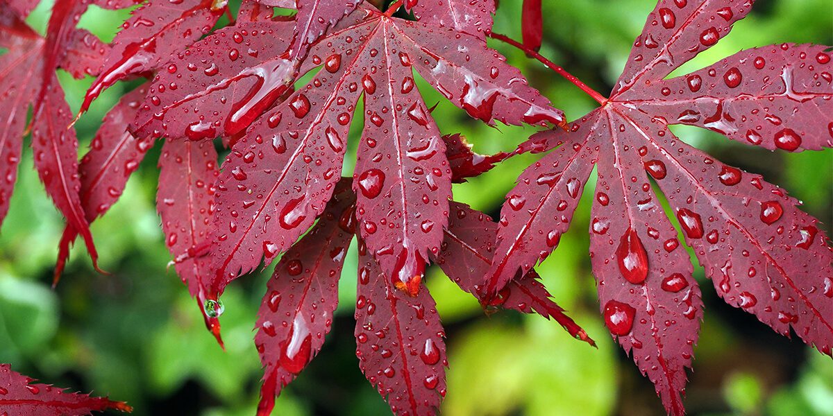 platt hill caring for japanes maples red leaves water droplets