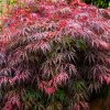 platt hill caring for japanese maples tamukeyama mound tree