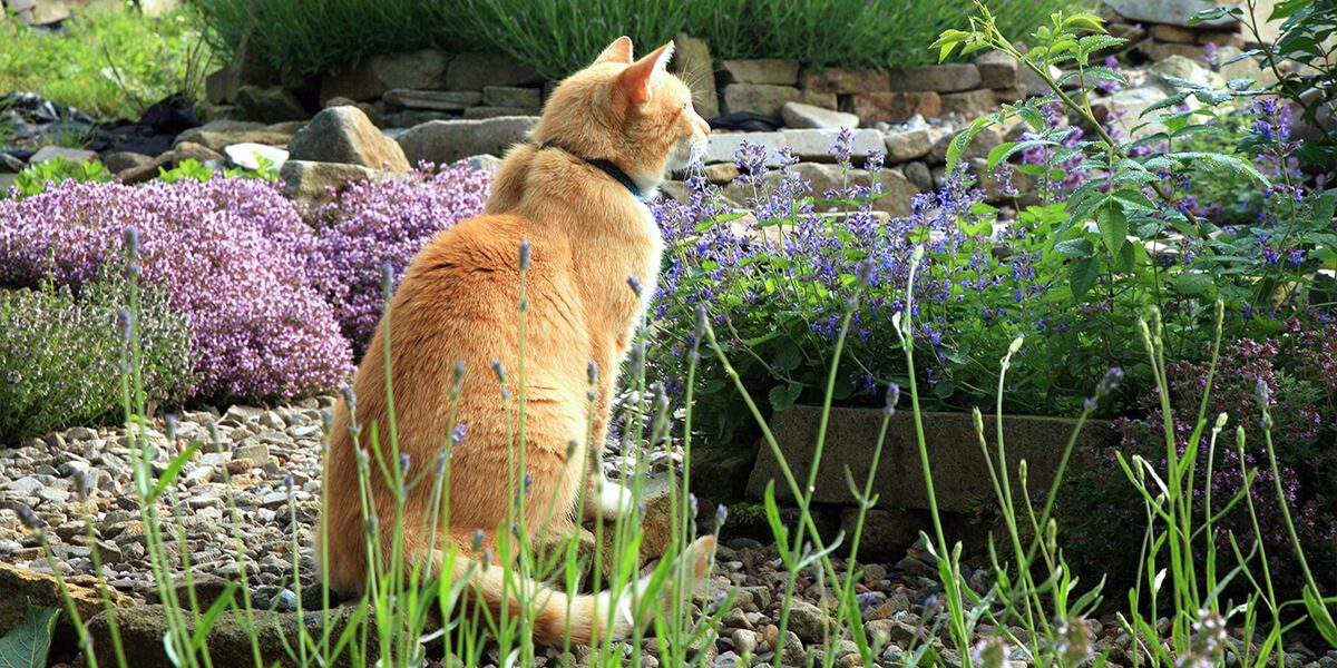 platt-hill-diy-catnip-ginger-cat-in-garden