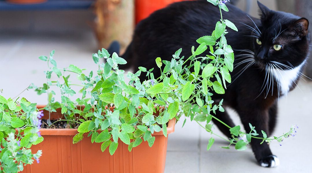 platt-hill-diy-catnip-planter-black-cat-smelling-catnip