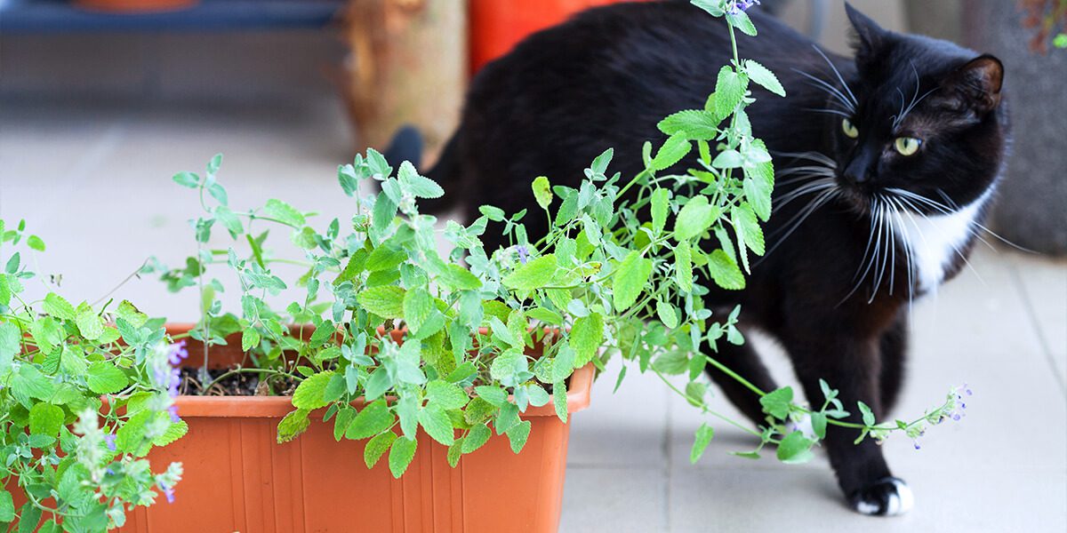 How to Grow Catnip Plants