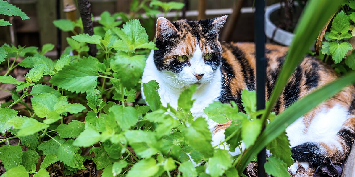 platt-hill-diy-catnip-planter-cat-in-leaves