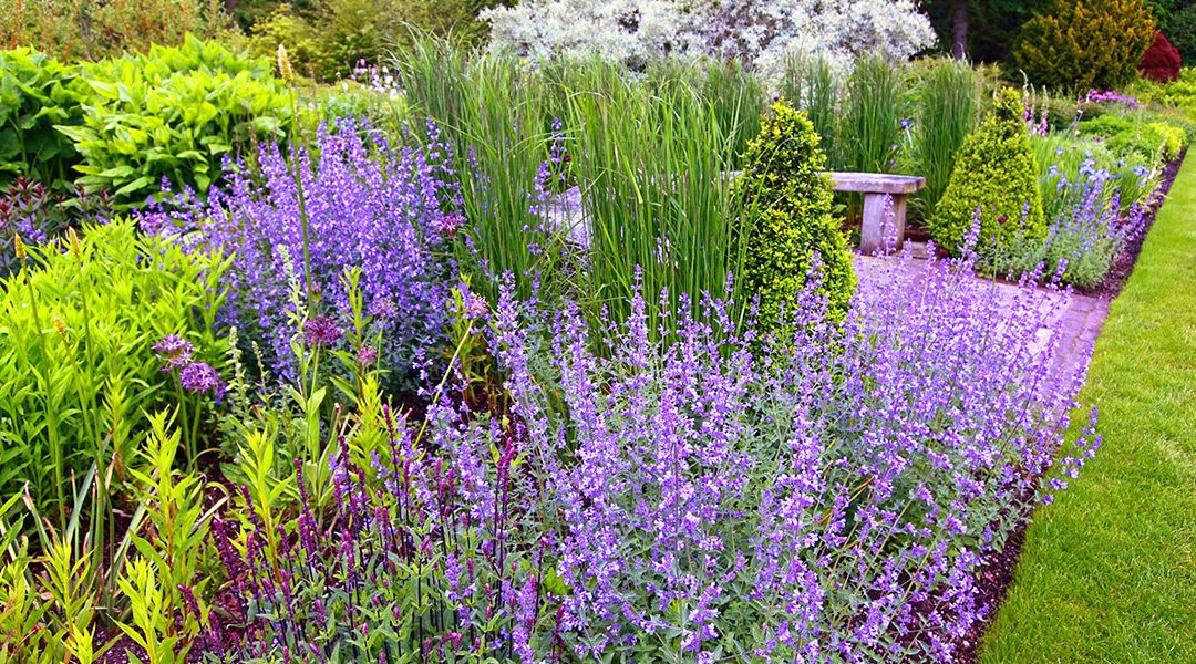 platt-hill-garden-popular-perennials-salvia-in-garden