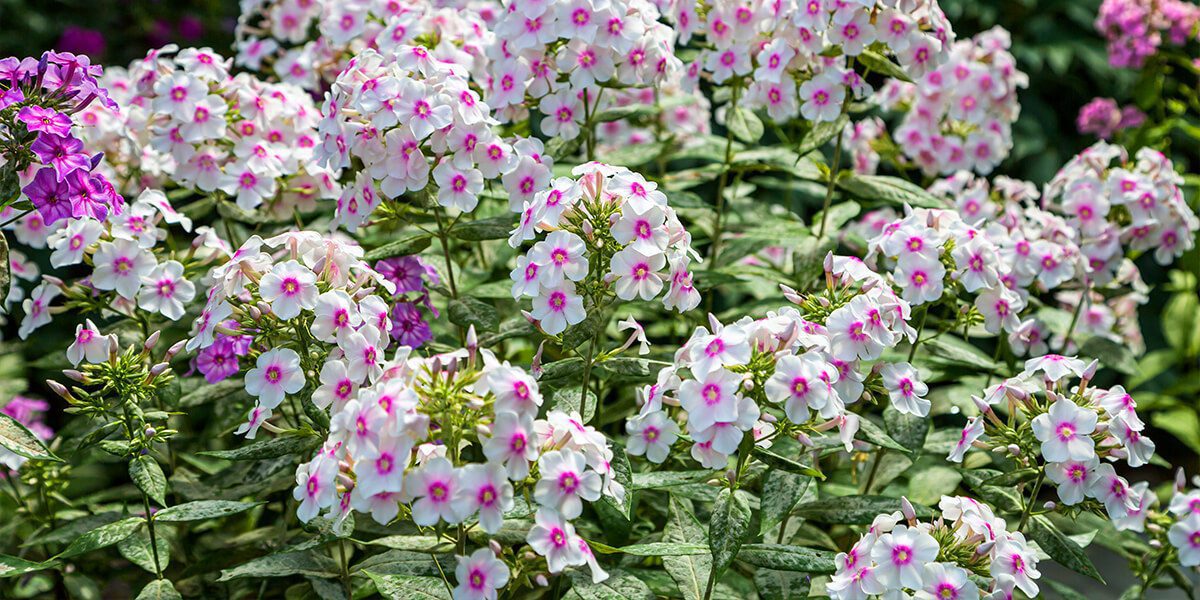 platt hill garden popular perennials white pink phlox