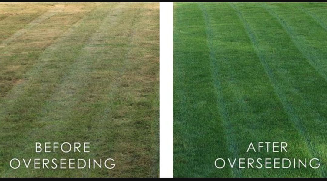 When Should I Overseed my Lawn?