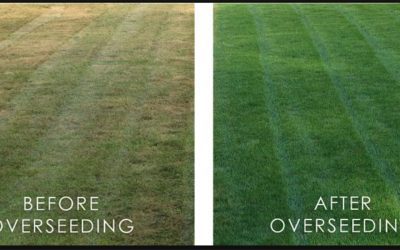 When Should I Overseed my Lawn?