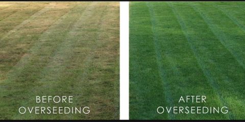 When Should I Overseed My Lawn? | Platt Hill Nursery | Blog & Advice