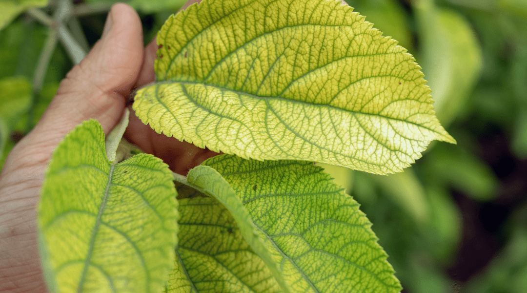 yellowing plant leaves due to iron chlorosis Platt Hill Nursery