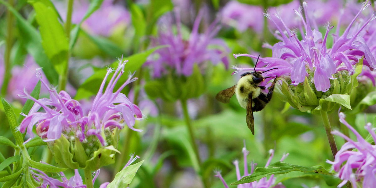 a bee on a bee balm plant in the summer time platt hill