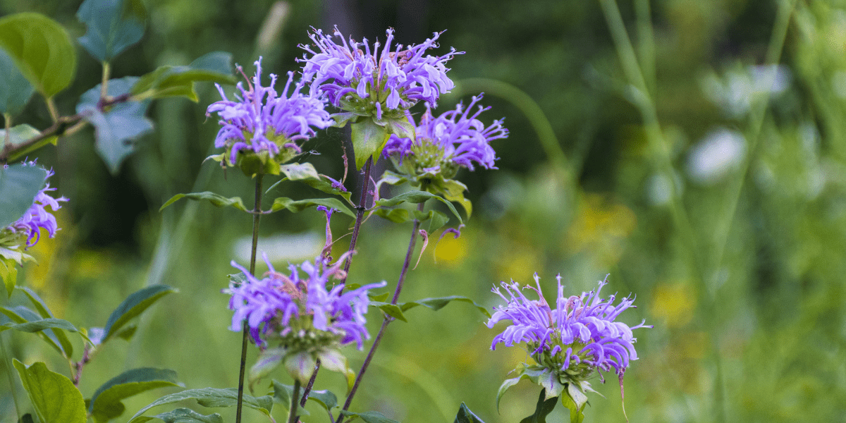 beautiful purple bee balm platt hill