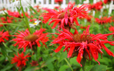 Beautify Your Garden with Bee Balm