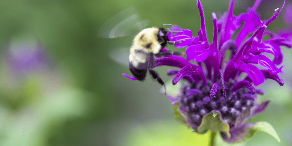 pollinators in the summer on a bee balm plant platt hill