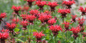 blooming bee balm in the summer time platt hill