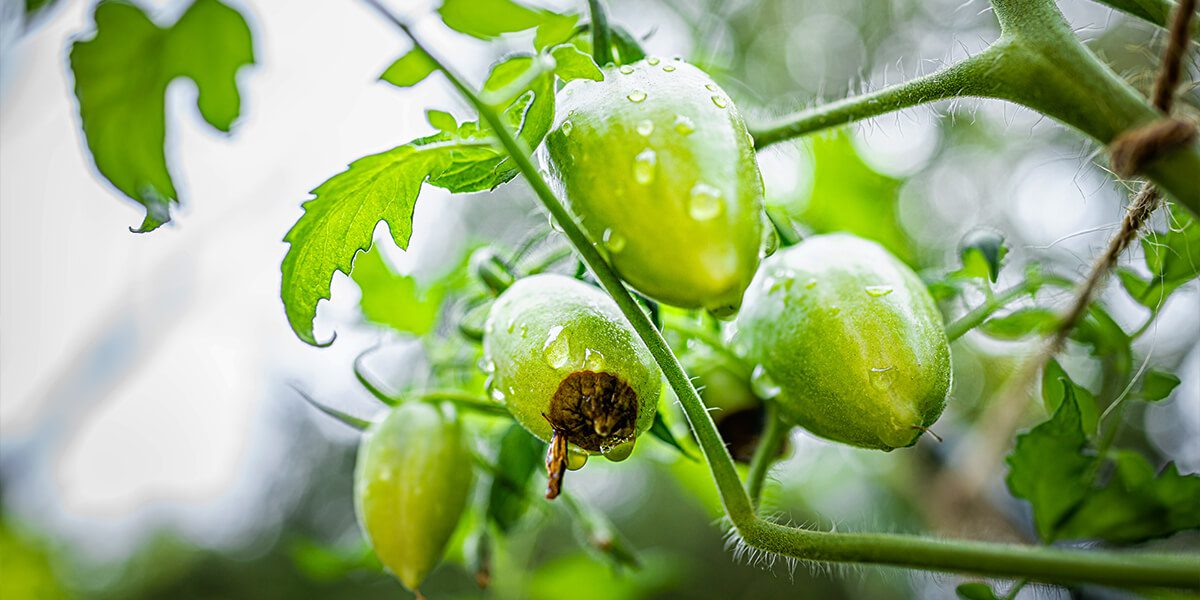 Blossom End Rot Identification, Treatment, and Prevention Platt Hill