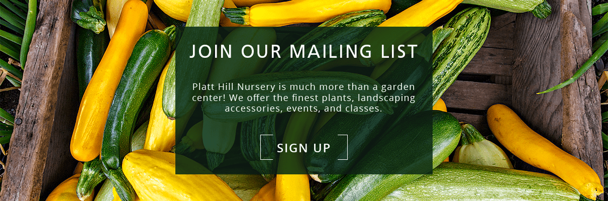 Platt Hill Nursery subscribe to our newsletter here: https://mailchi.mp/platthillnursery.com/r0wxmrag49