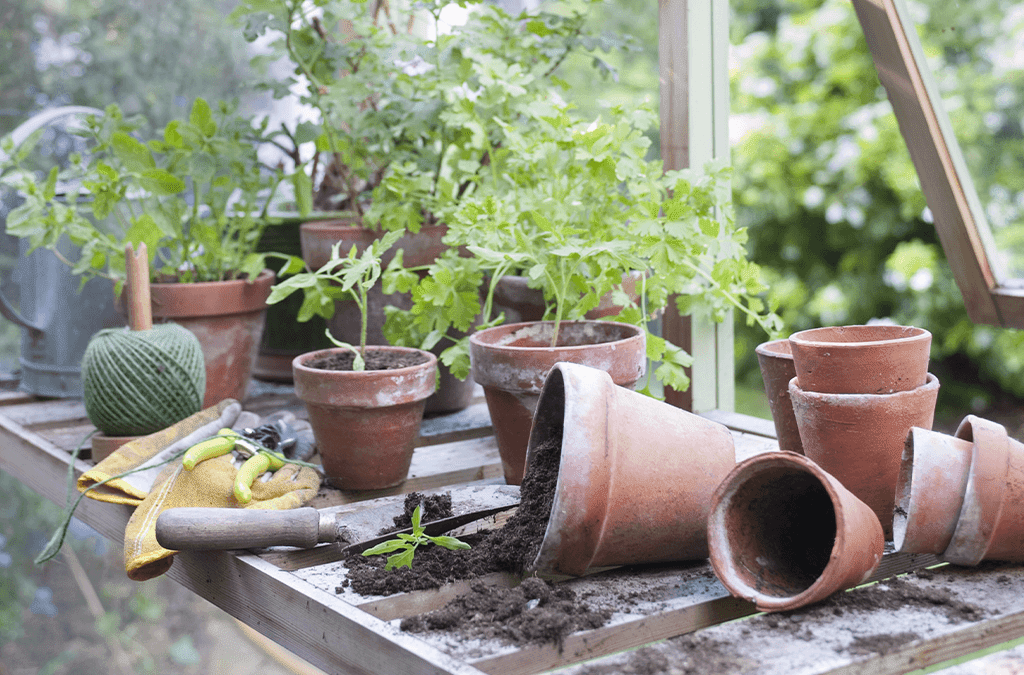 Platt Hill Nursery - terra cotta pots and herbs gardening