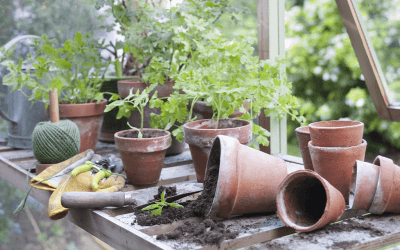 Ceramic Pots: Cleaning & Prepping for Fall Plantings