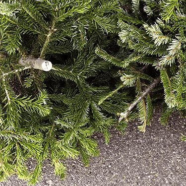 Fresh Cut Christmas Trees Visit The Plant Experts At Platt Hill Nursery
