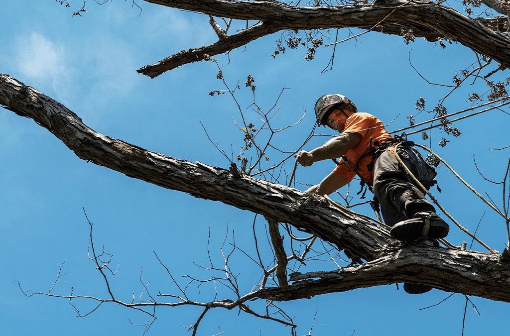Time to Say Goodbye to Your Tree: Tree Removal