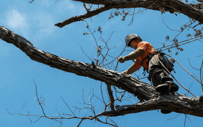 Time to Say Goodbye to Your Tree: Tree Removal