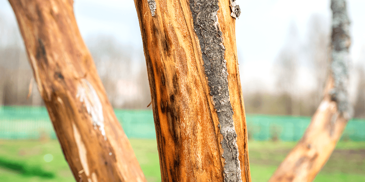 tree losing bark from disease Platt Hill Nursery