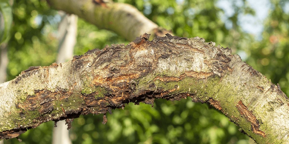 frost damaged split bark on tree Platt Hill Nursery