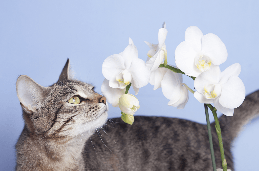 Platt Hill Nursery cat smelling orchid plant