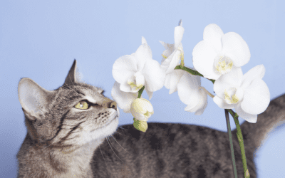 Platt Hill Nursery cat smelling orchid plant