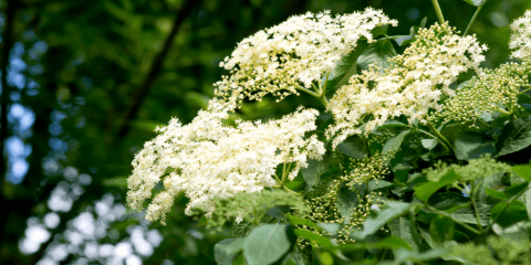 Why Everyone Needs an Elderberry | Platt Hill Nursery | Blog & Advice