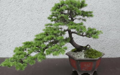 Bonsai Wins for Best Tiny Christmas Tree