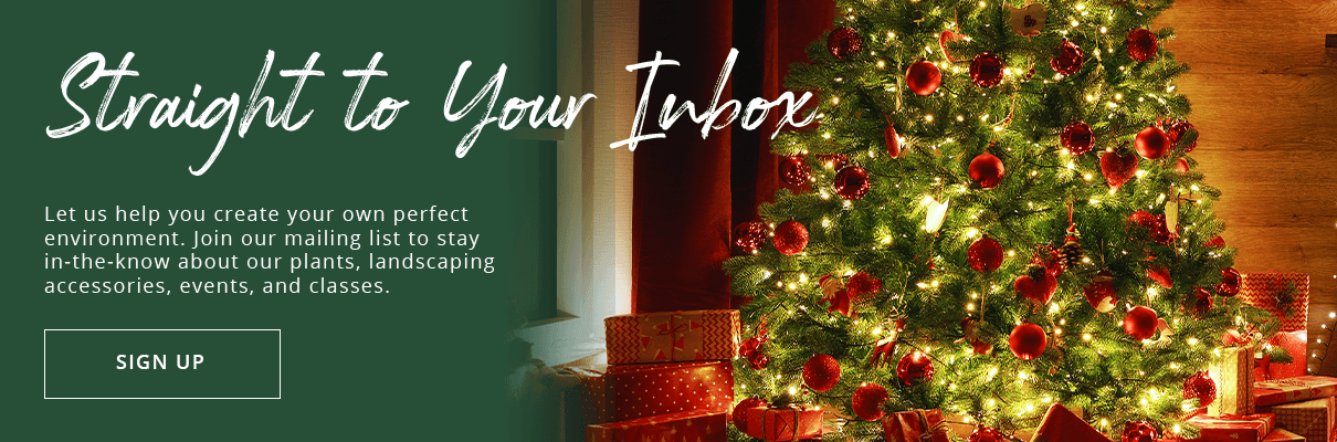 Platt Hill Nursery-newsletter subscribe button