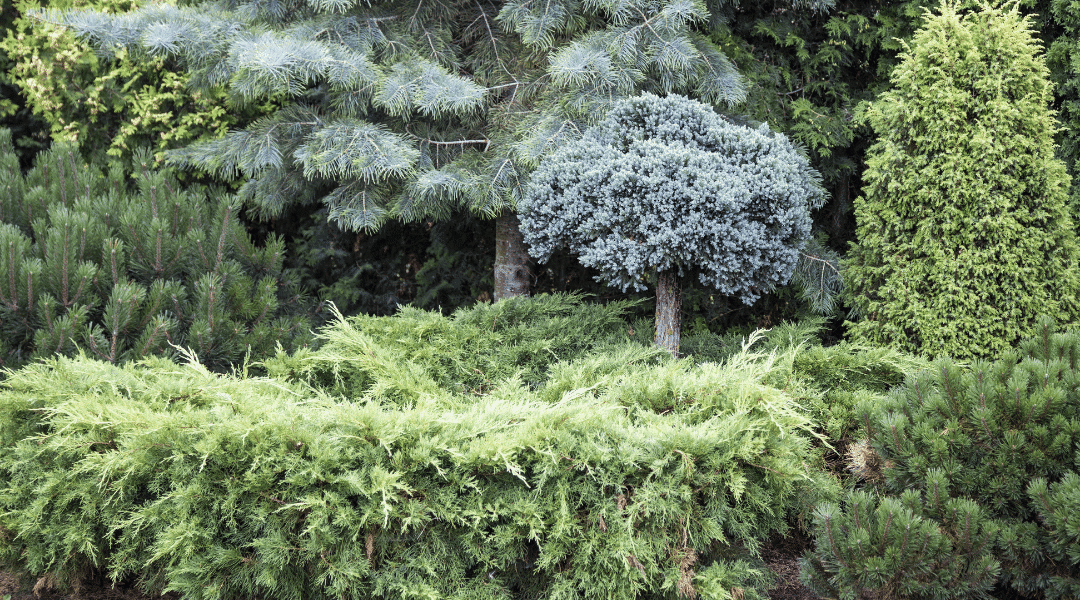 a variety of different evergreen trees and shrubs platt hill nursery