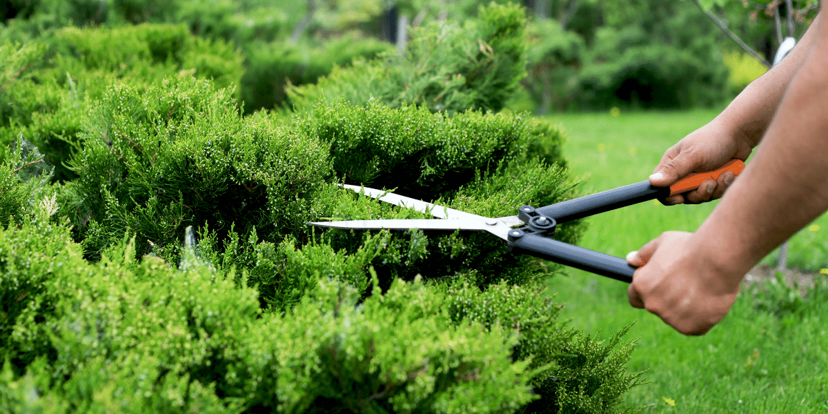 gardener trimming juniper branches on an evergreen platt hill nursery