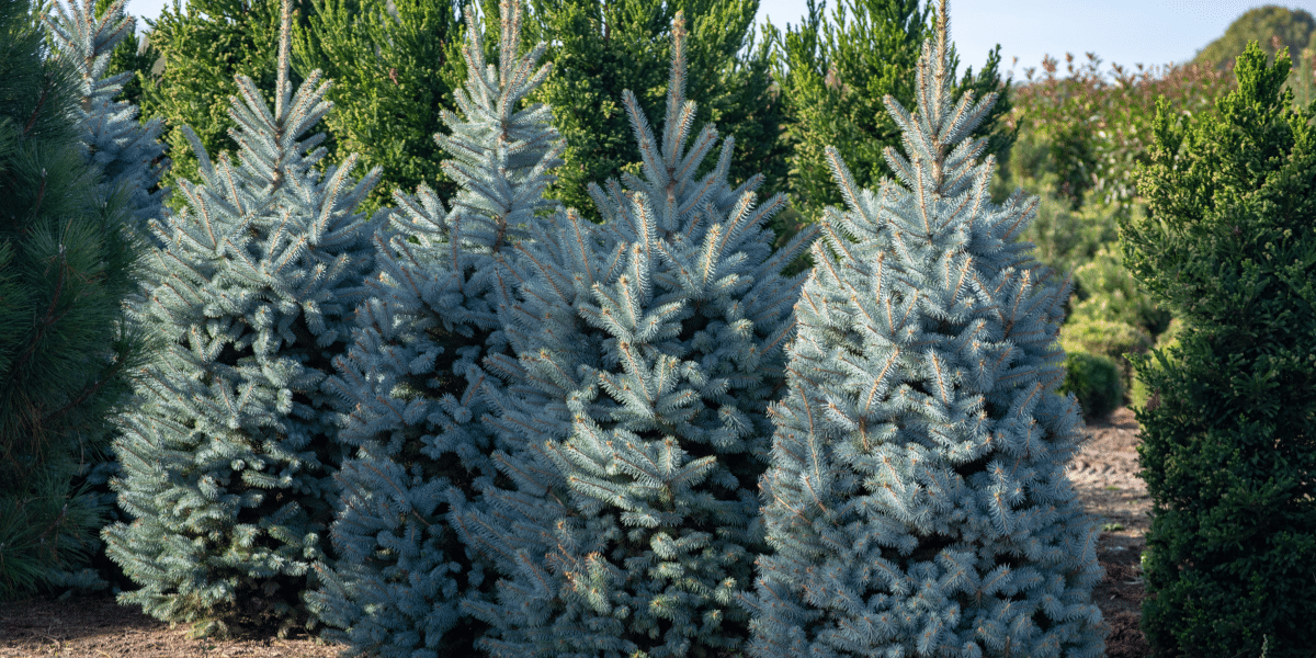 variety of spruce evergreen trees platt hill nursery