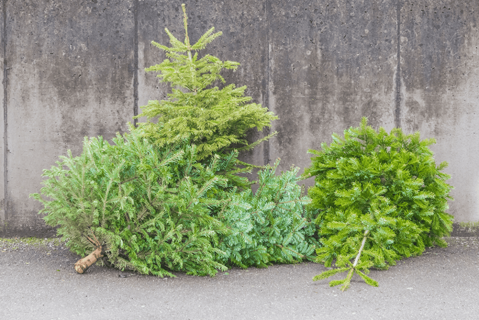 How to Recycle Your Christmas Tree Platt Hill Nursery Blog & Advice