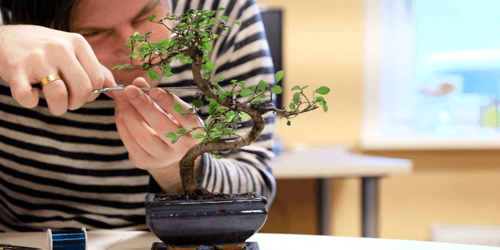Platt Hill Nursery woman trimming bonsai tree
