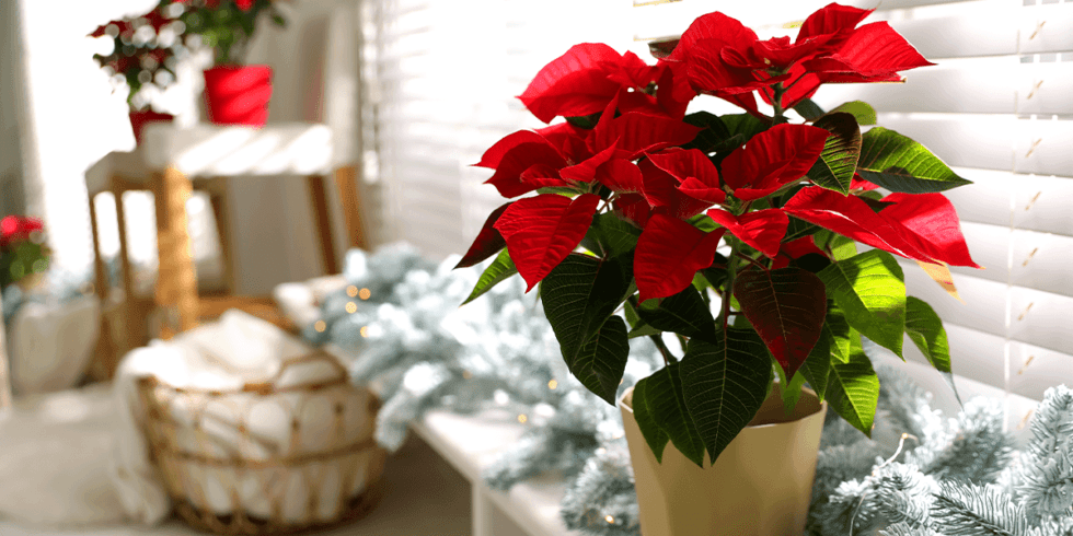 Poinsettia Care Guide: Keep Your Blooms Beautiful 