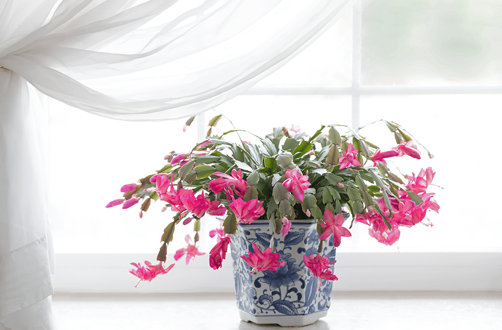 Christmas Cactus Care and Blooms