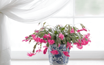 Christmas Cactus Care and Blooms