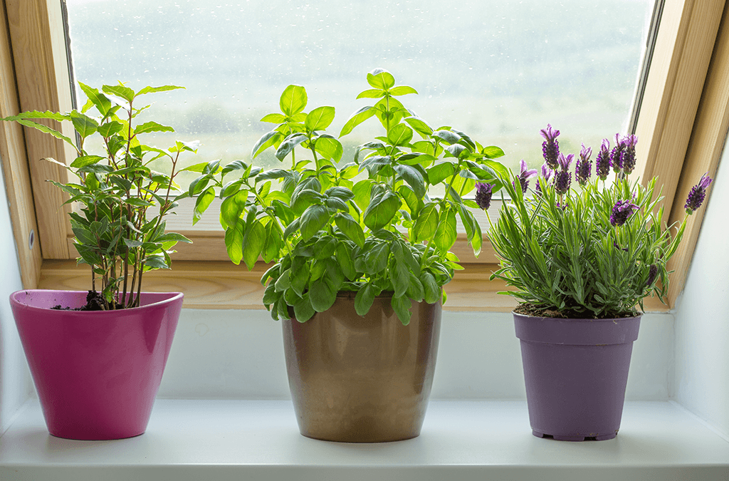 Platt Hill Nursery herbs in windowsill