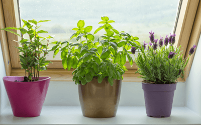How to Keep Your Herb Garden Healthy