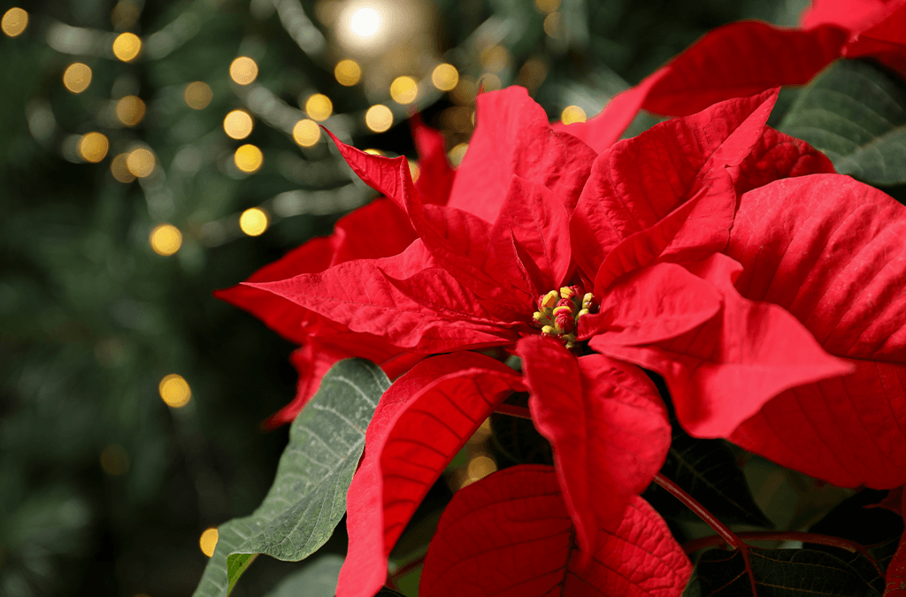 Poinsettia Care Guide: Keep Your Blooms Beautiful