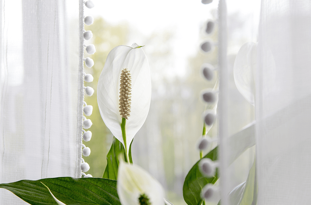 Platt Hill Nursery peace lily plant in window