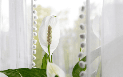 Give Peace Lily a Chance This Christmas