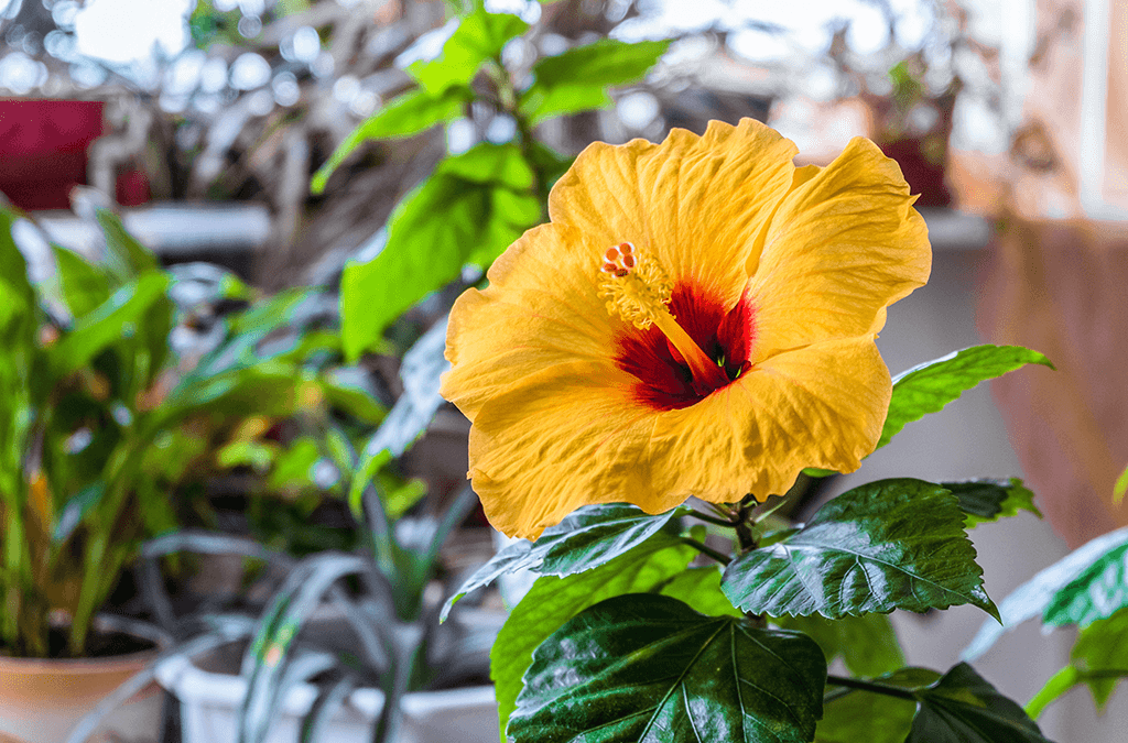 Hibiscus as a Houseplant