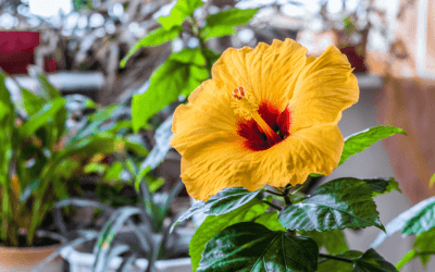 Hibiscus as a Houseplant