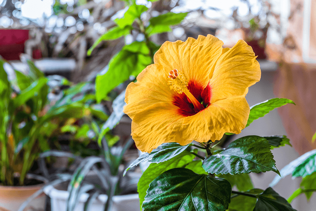 Tips On Caring For Hibiscus Plants