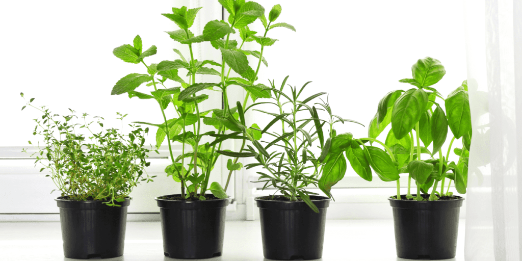Platt Hill Nursery herbs growing indoors