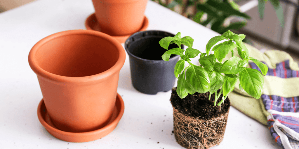 Platt Hill Nursery repotting basil herb