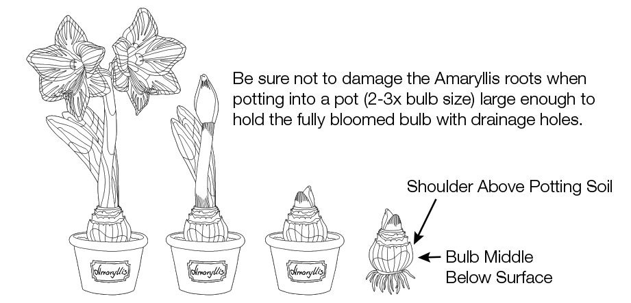Amaryllis Bulbs line art